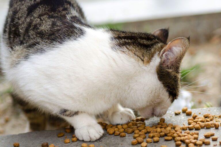 freigängerkatze bekommt futter auf boden