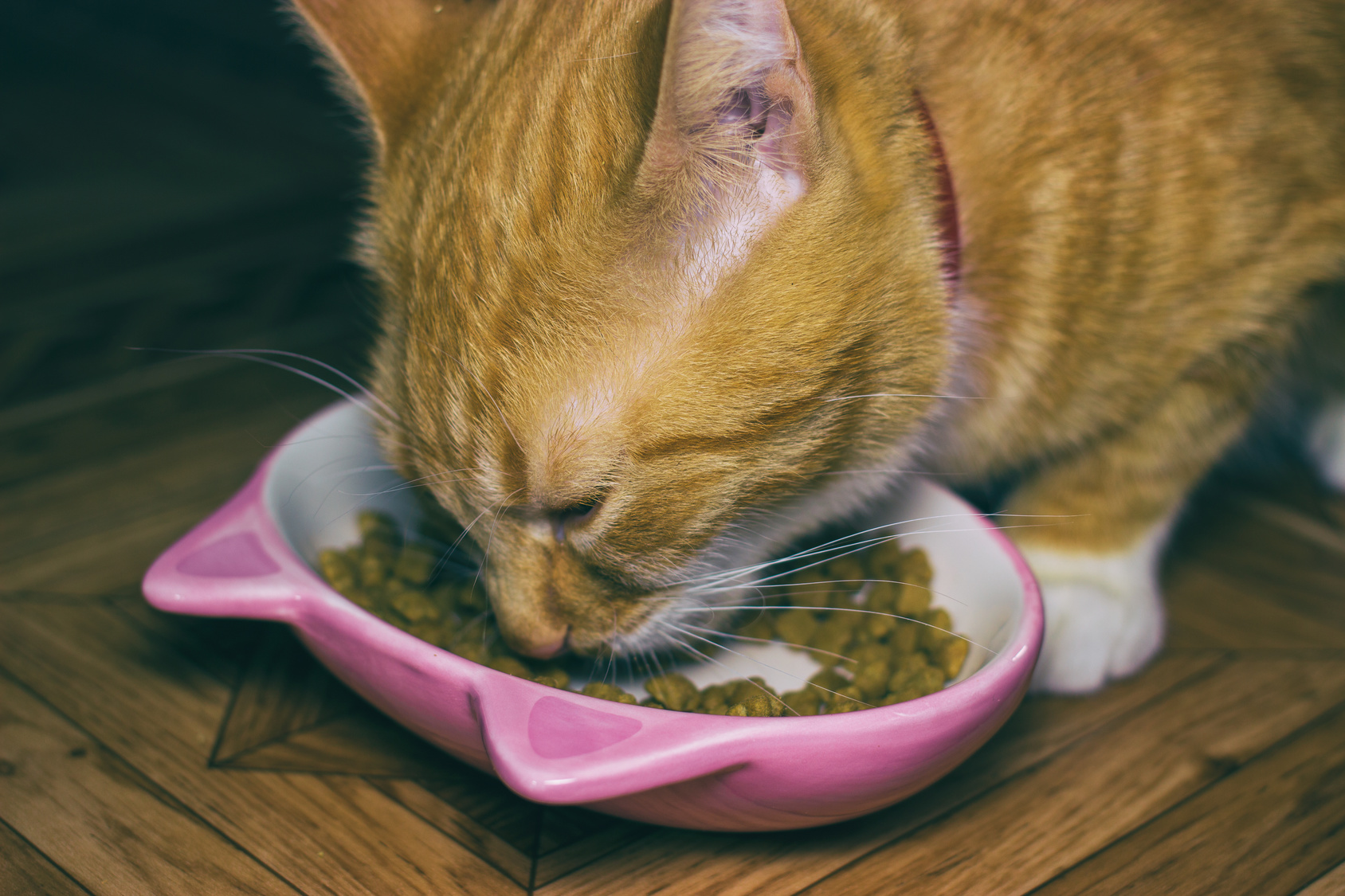 Futter für Allergiker Katze