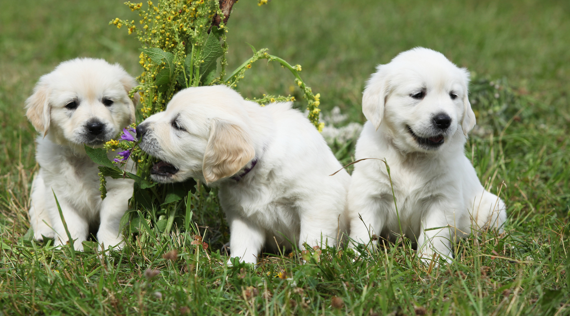 golden retriever welpen