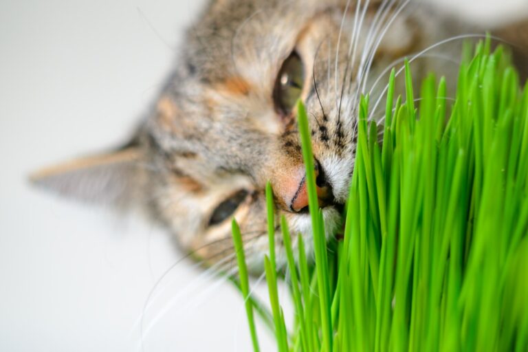 Ist Katzengras gut für Katzen?