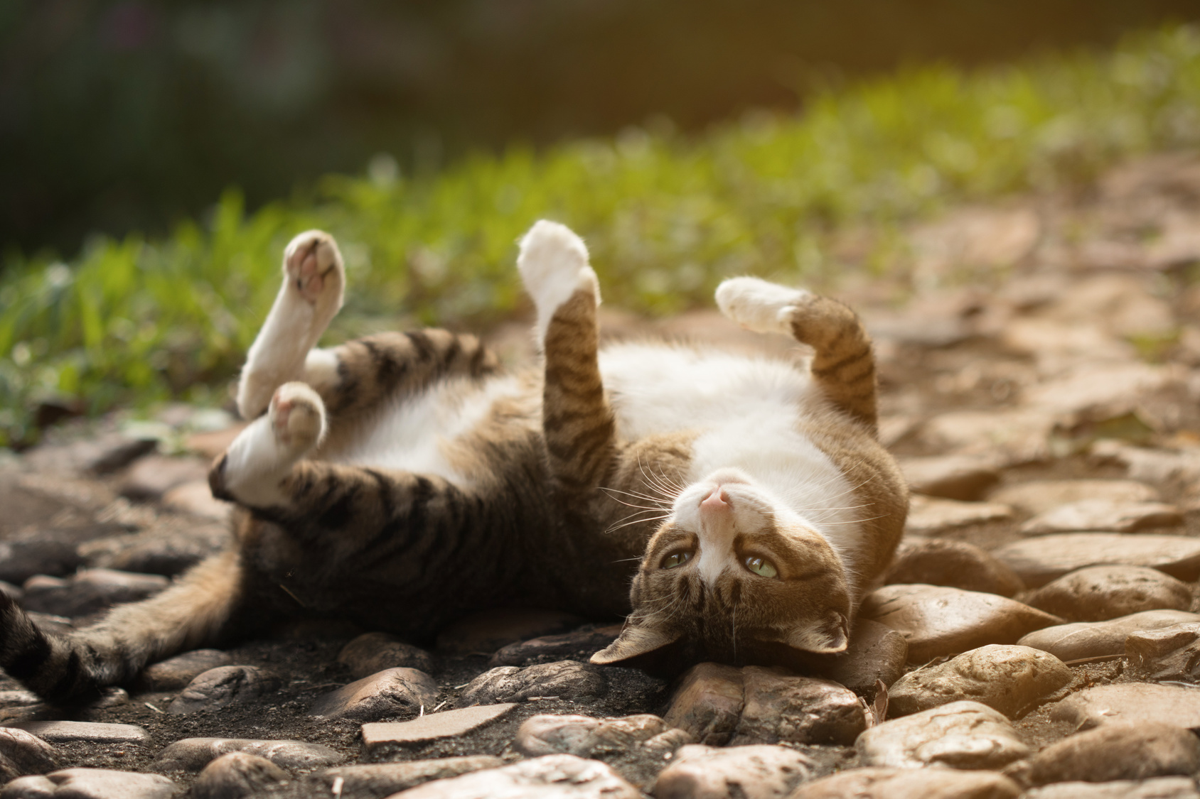 Katze rollt sich auf dem Boden