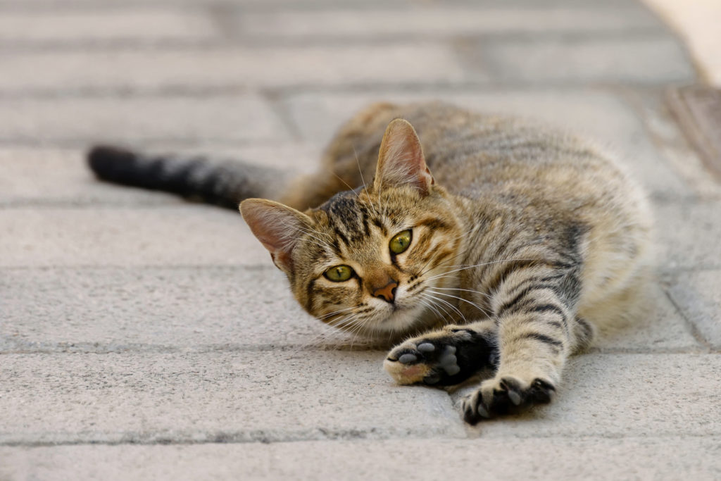 Wenn die Katze rollig wird Katzengesundheit und Pflege zooplus.at