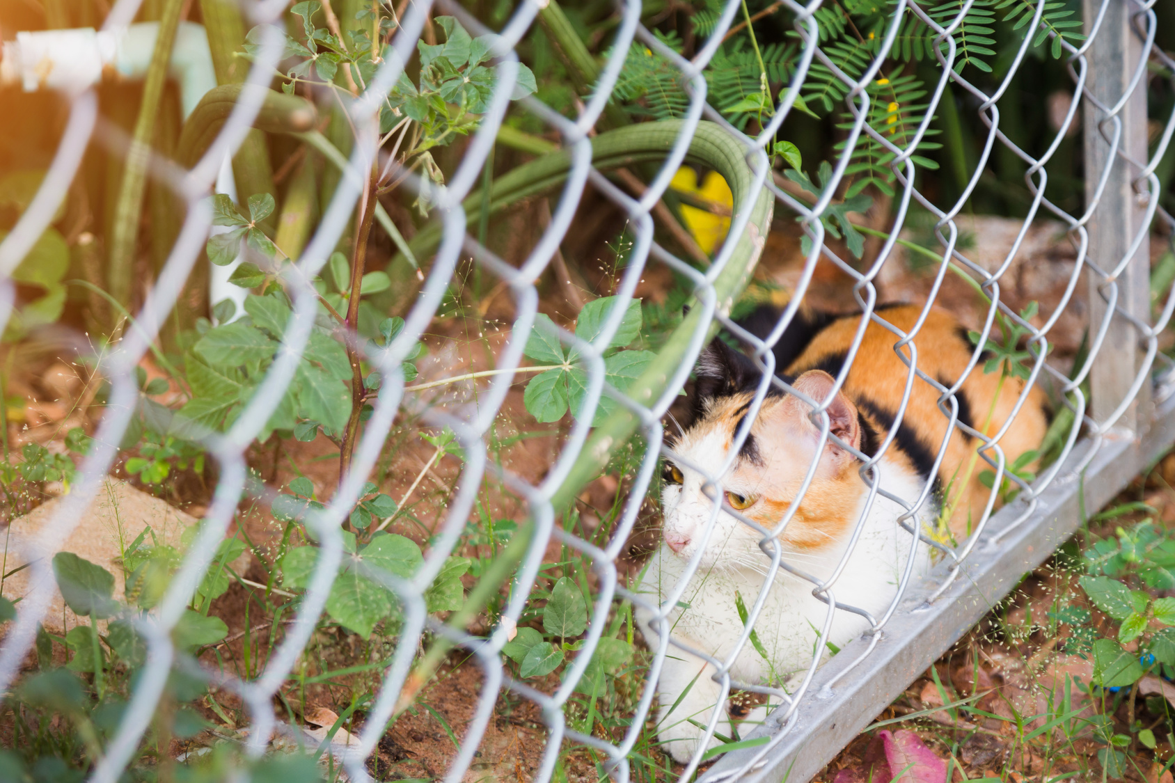 garten katzensicher