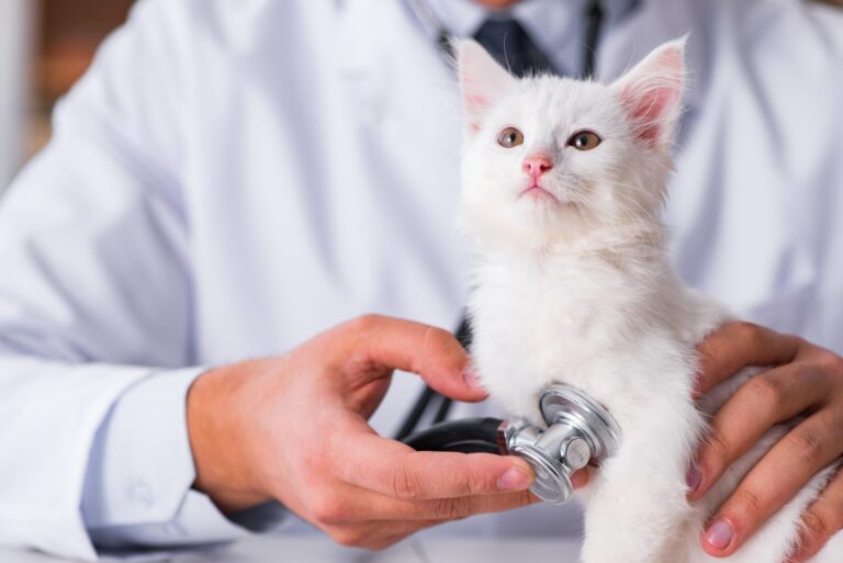 Tierarzt untersucht weißes Kätzchen beim ersten Besuch