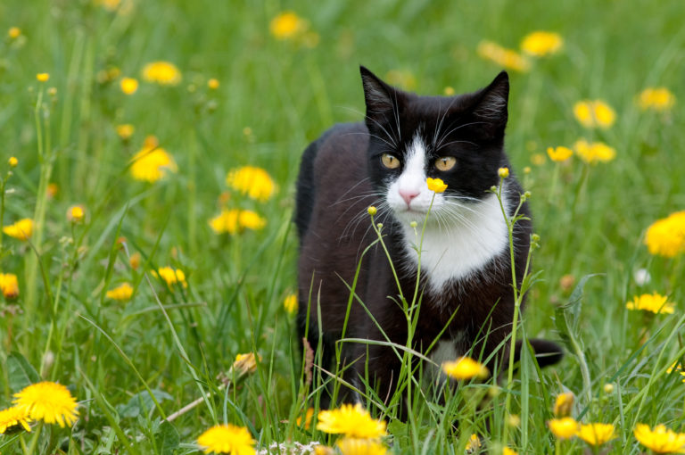 Zecken bei Katzen mit Freigang