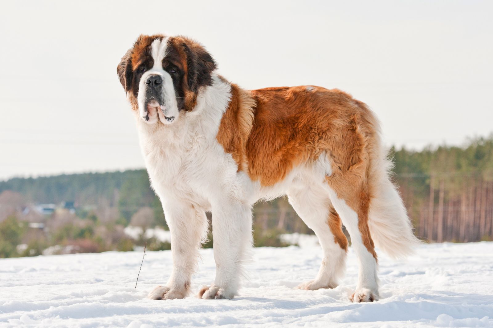 Berhardiner (St Bernhard hund) im schnee