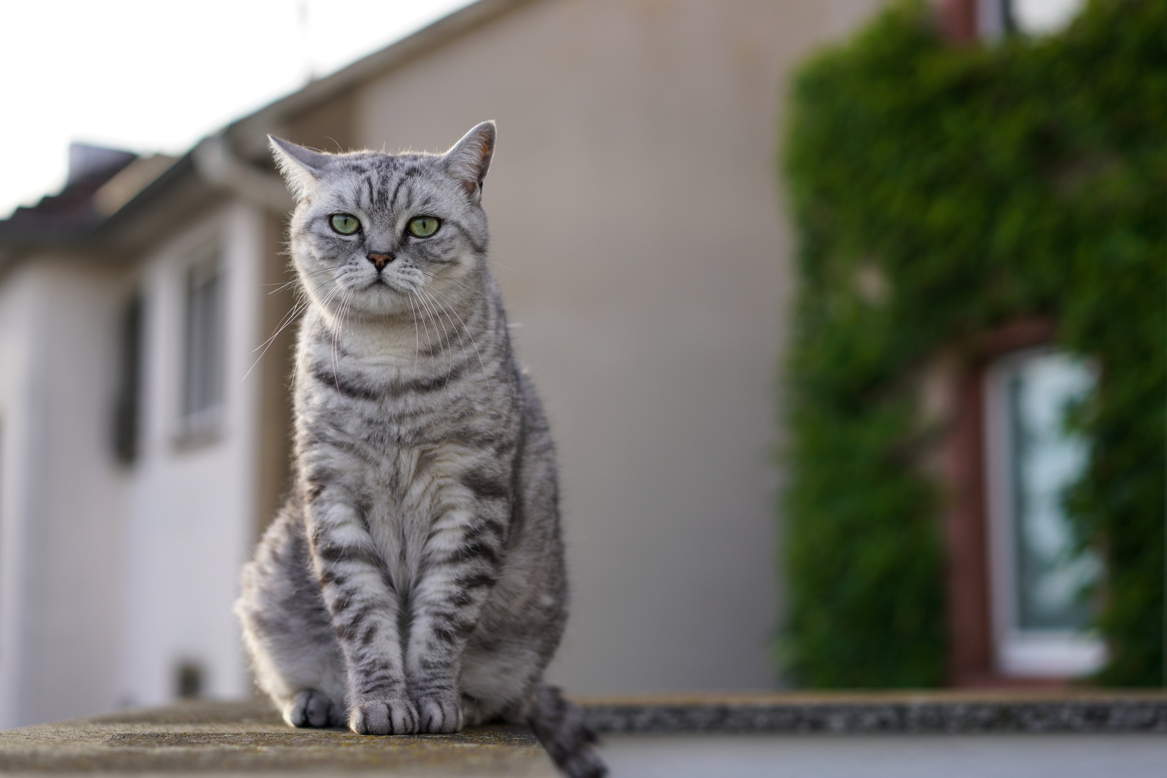 tabby britisch kurzhaar