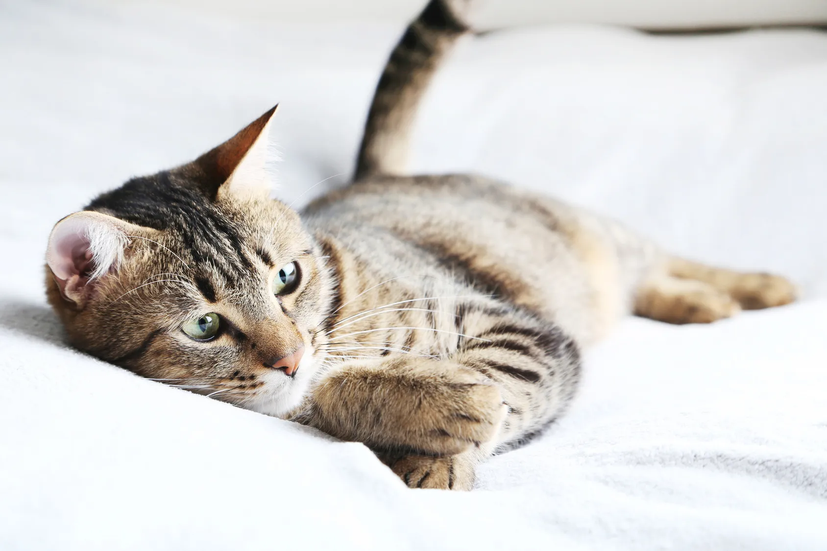 Würmer lauern überall auf Katzen Katze auf einem Bett