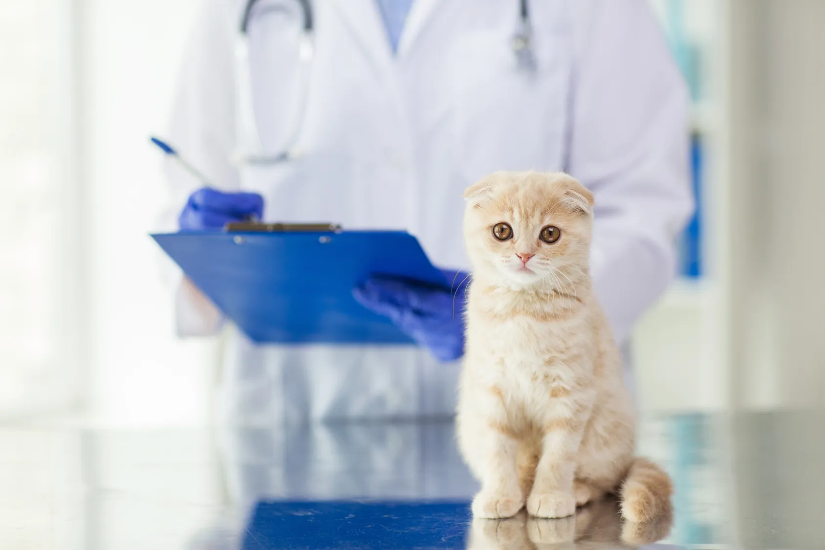Ein Tierarzt untersucht eine Katze und ihren Kot auf Würmer. Untersuchung einer Katze beim Tierarzt