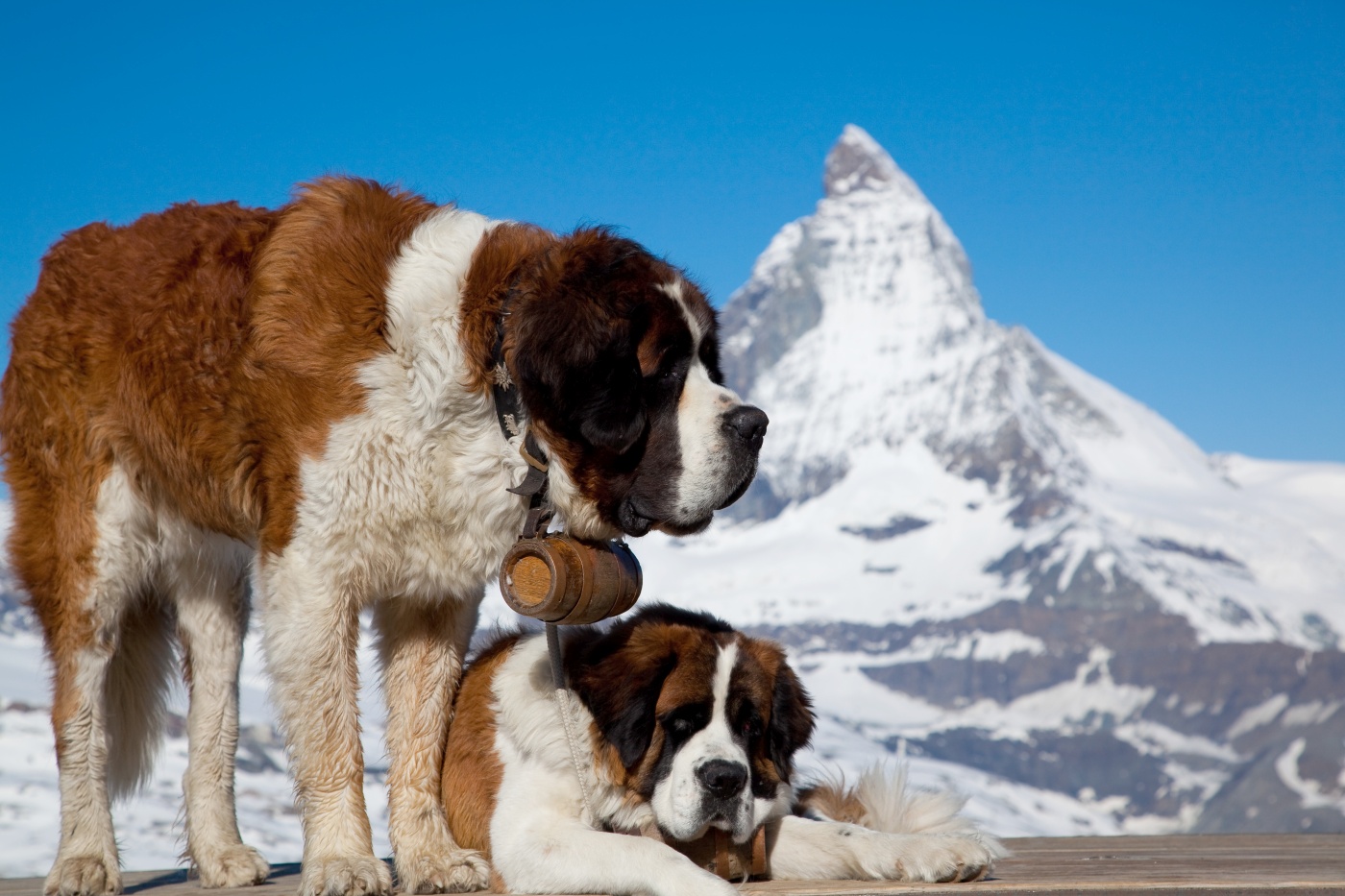 zwei bernhardiner vor berggipfel