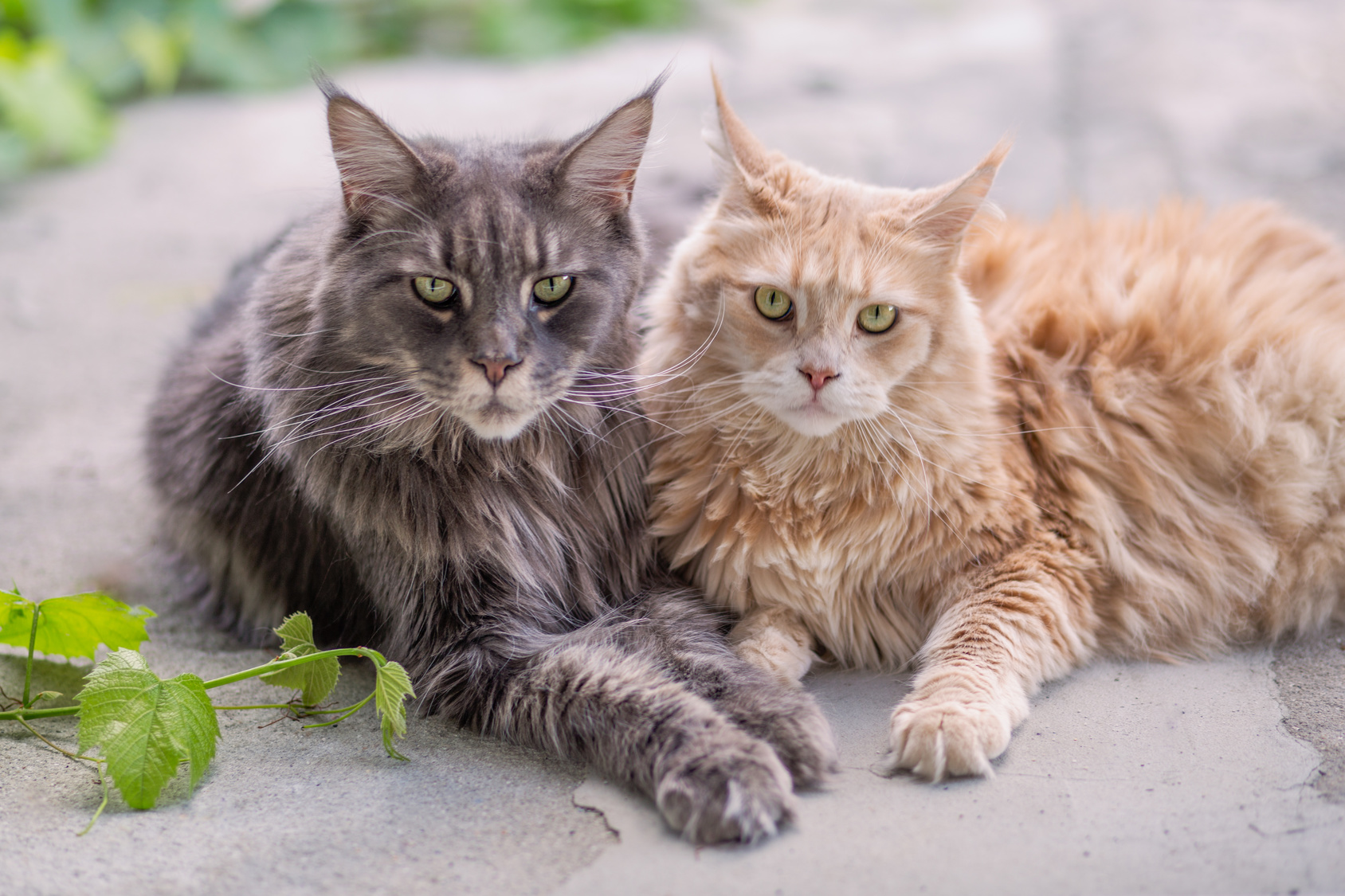 zwei maine coon liegen