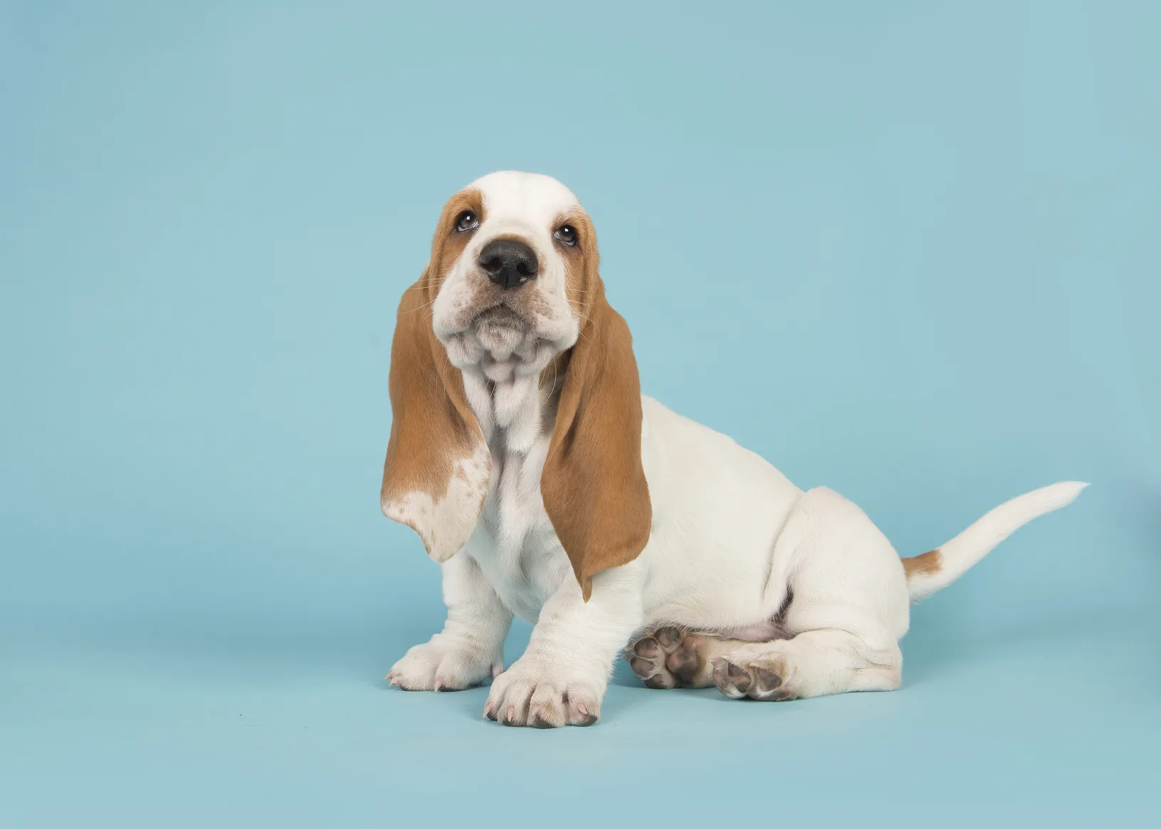 zweifarbig basset hound welpe