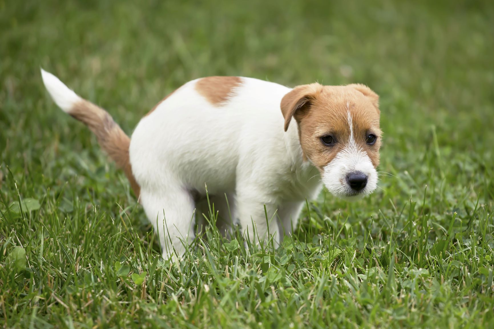 Jack Russel auf Wiese