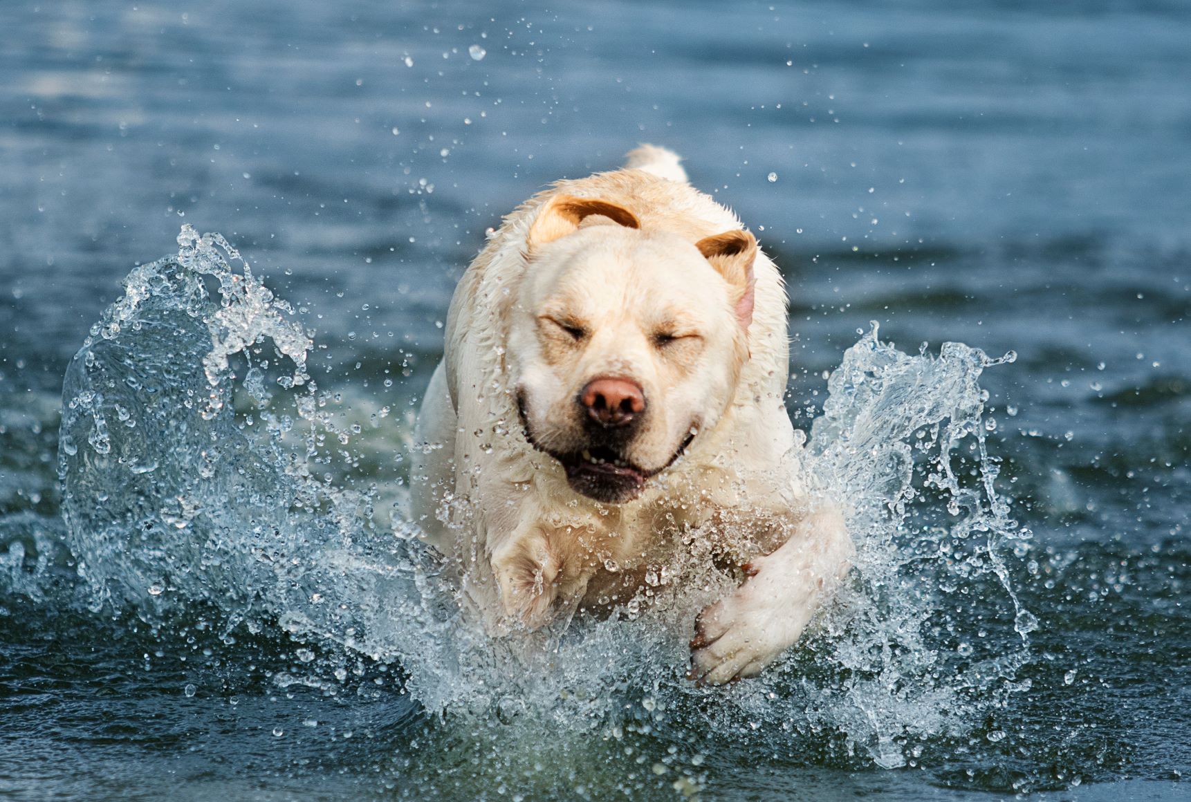 zu dicker Labrador im Wasser