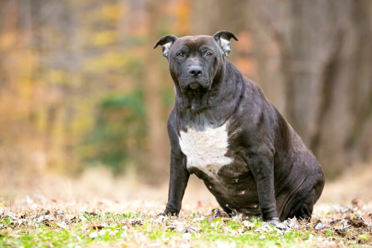 Pit Bull Mix Hund mit Übergewicht