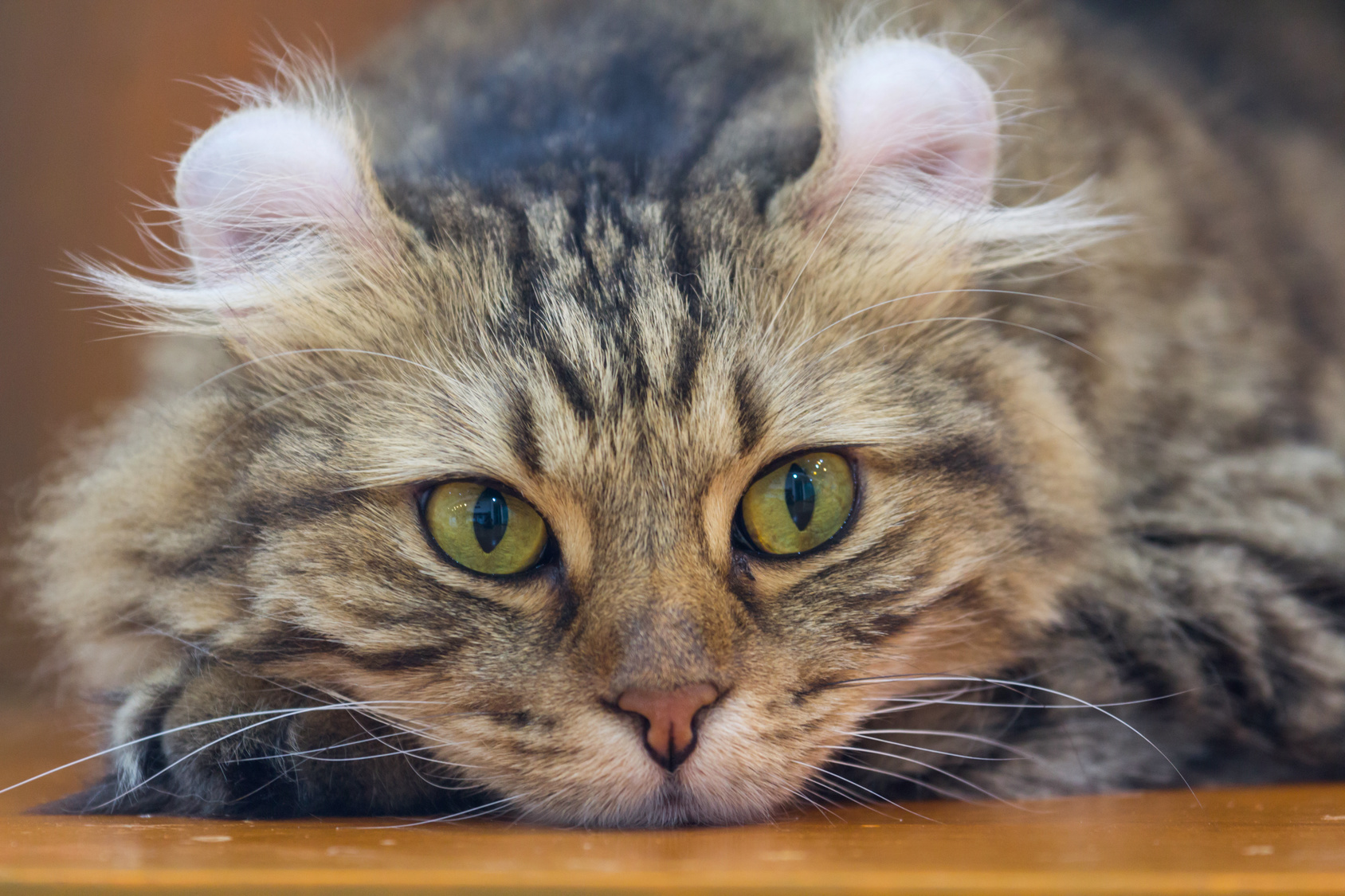 american curl grüne augen