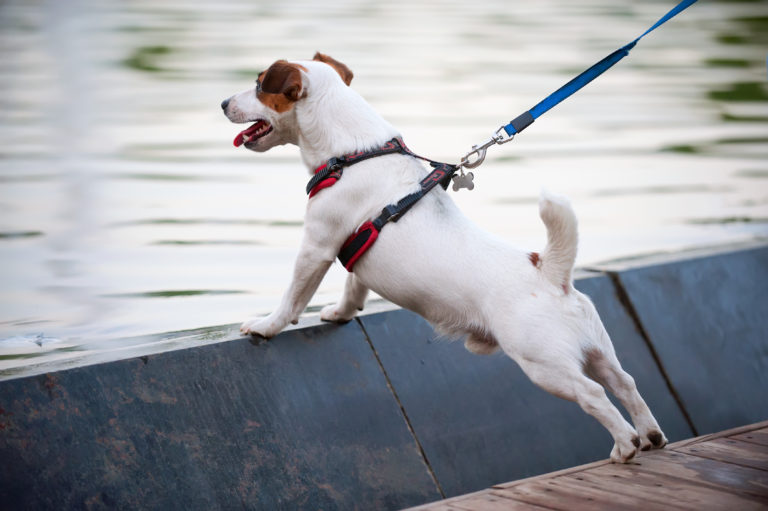 geschirr oder halsband für den Hund