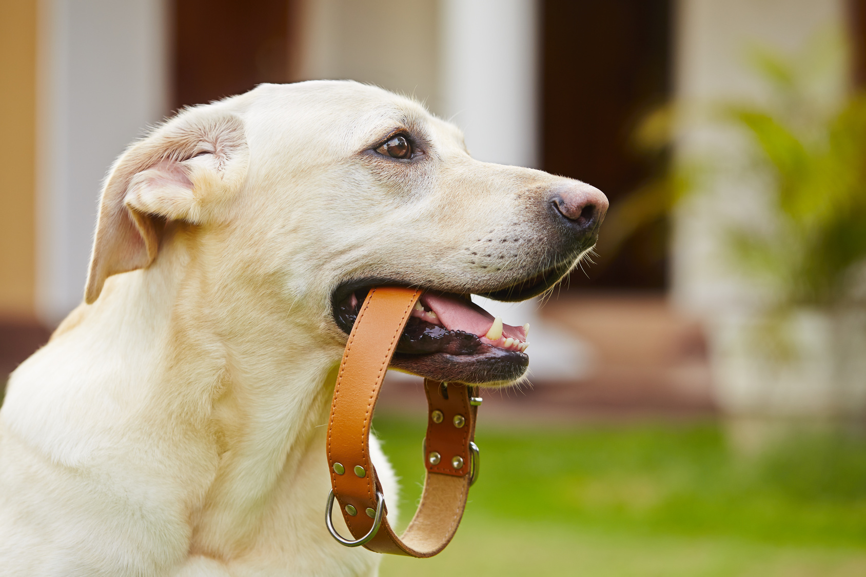 halsbånd eller sele til hunde?