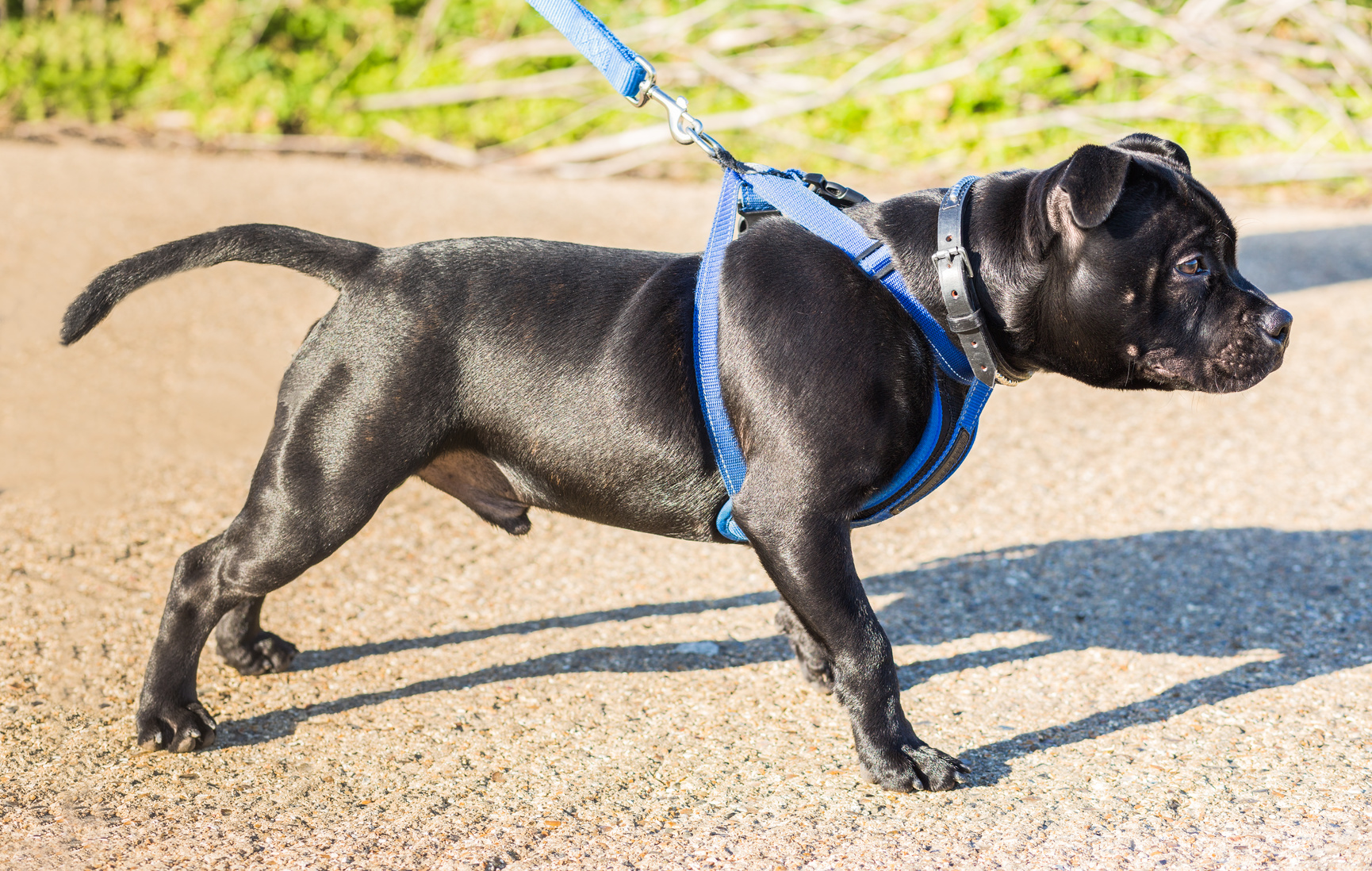 hundehalsbånd eller hundesele