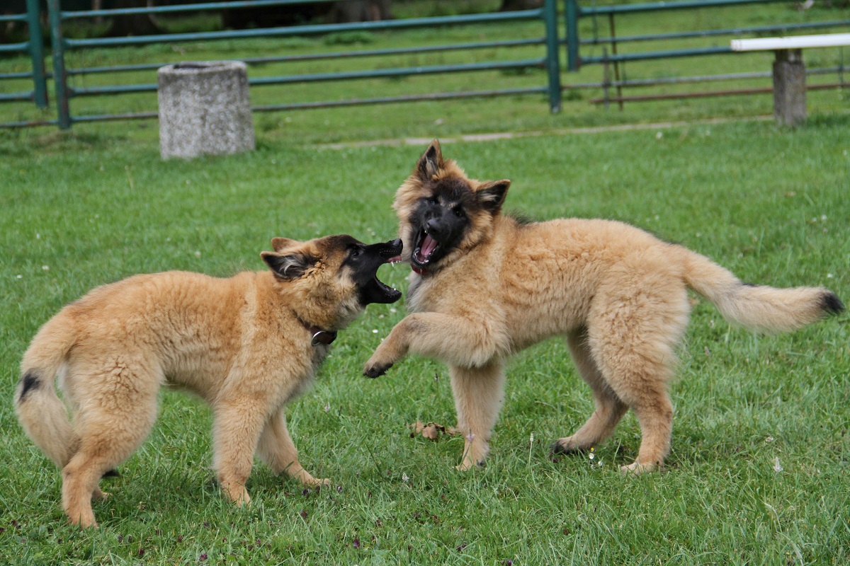 Belgischer Schäferhund Tervueren Welpen