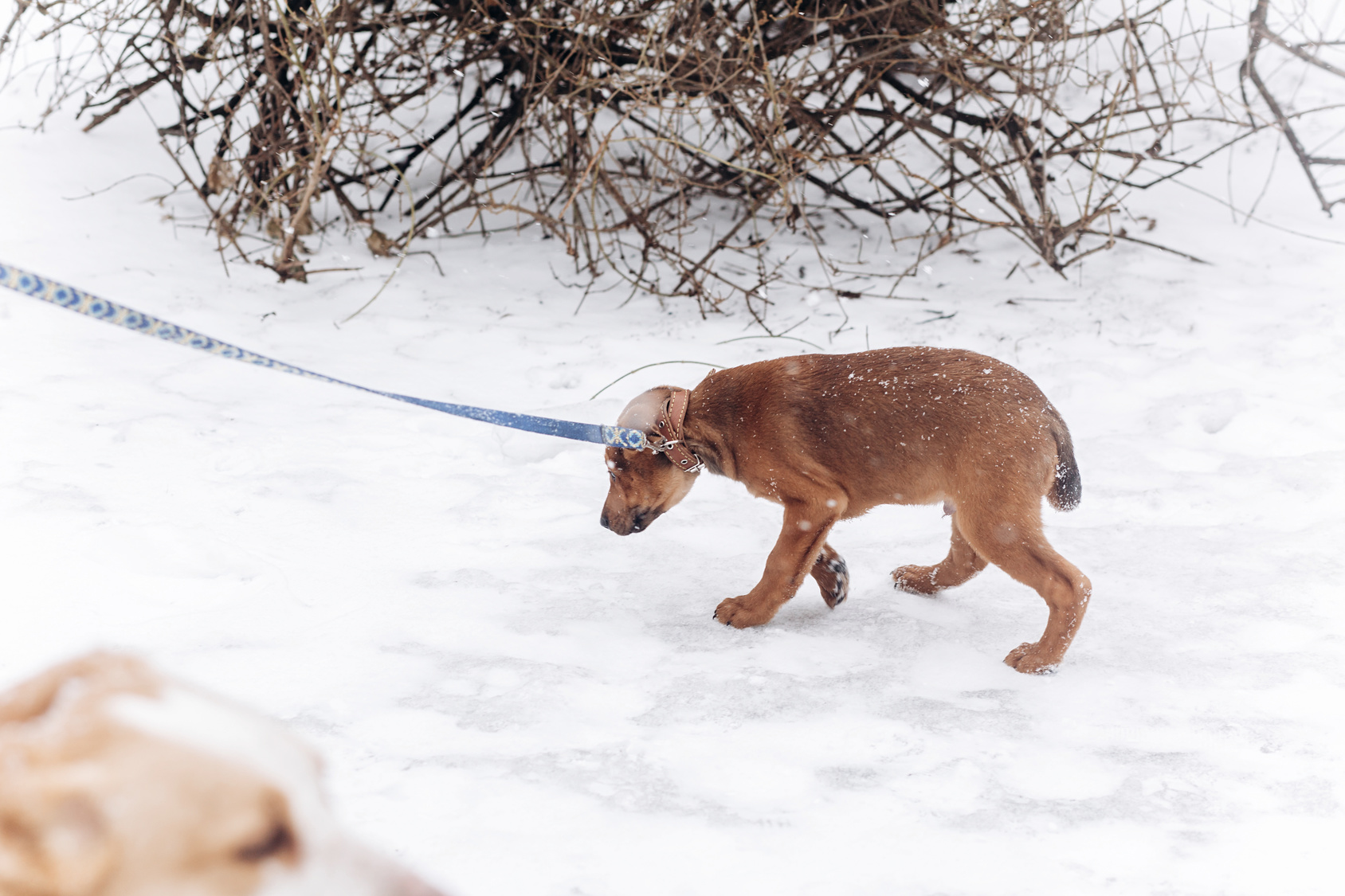 ängstlicher hund leine