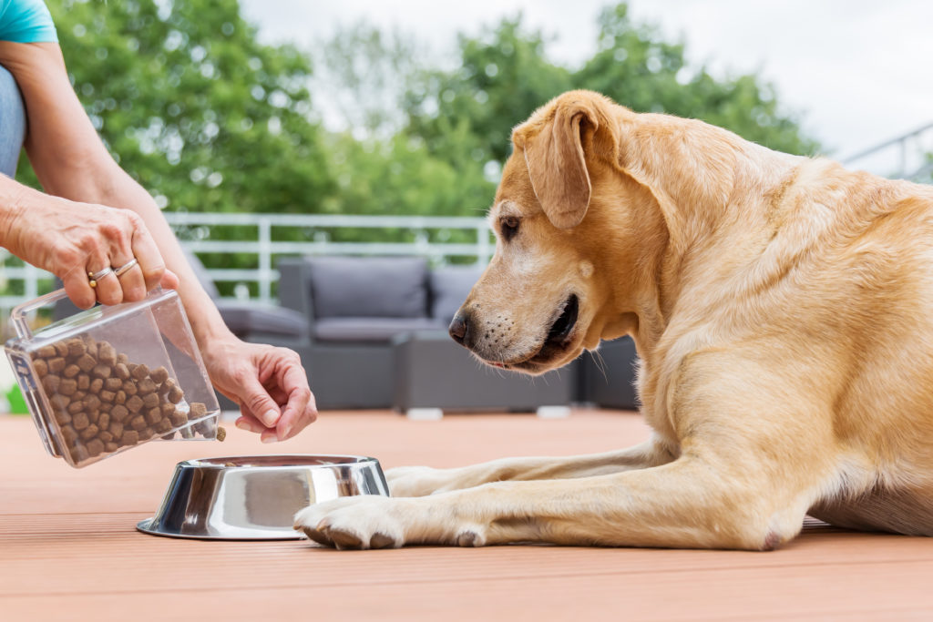 labrador wartet auf trockenfutter