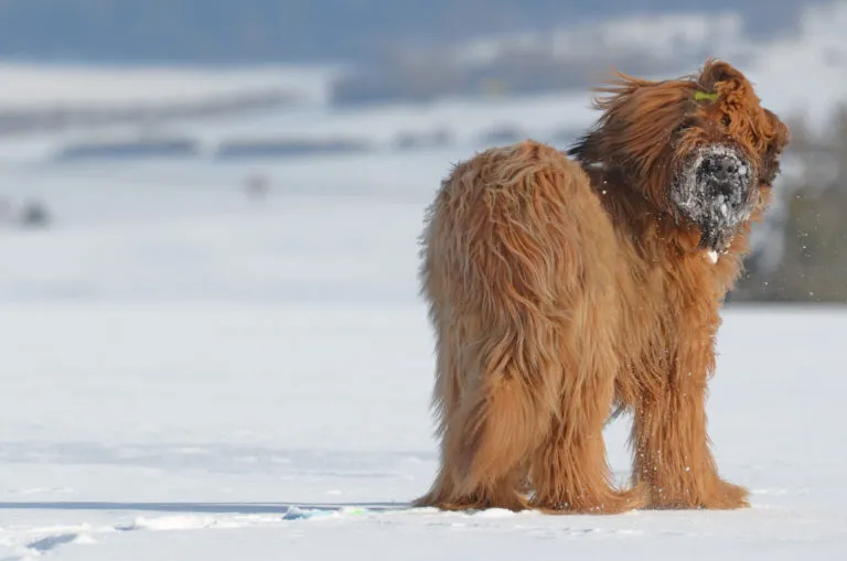 Briard steht im Schnee Briard