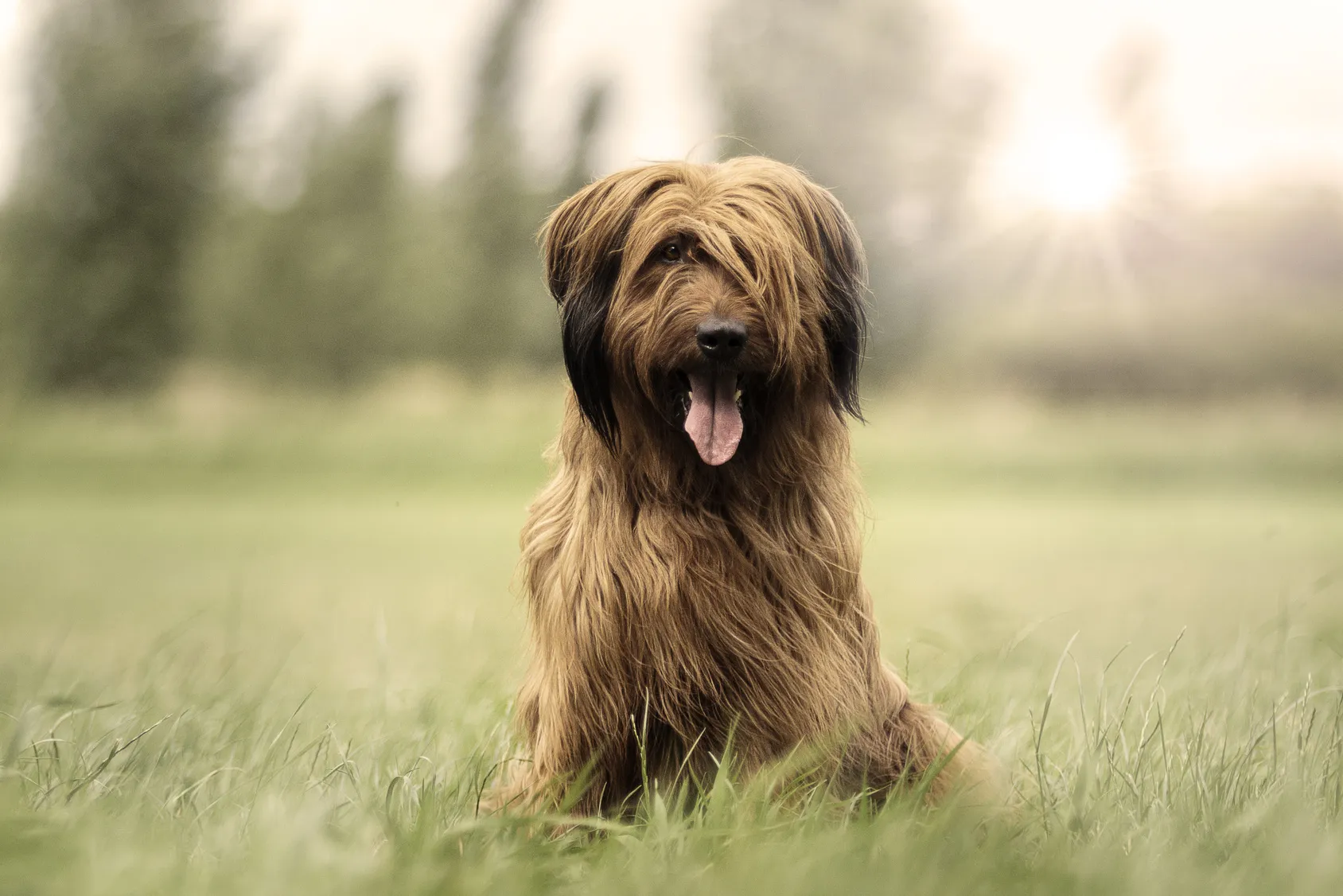 Briard