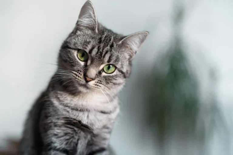 American Shorthair Katze