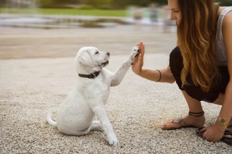 Hund gibt Pfötchen als Grundlagen der Welpenerziehung