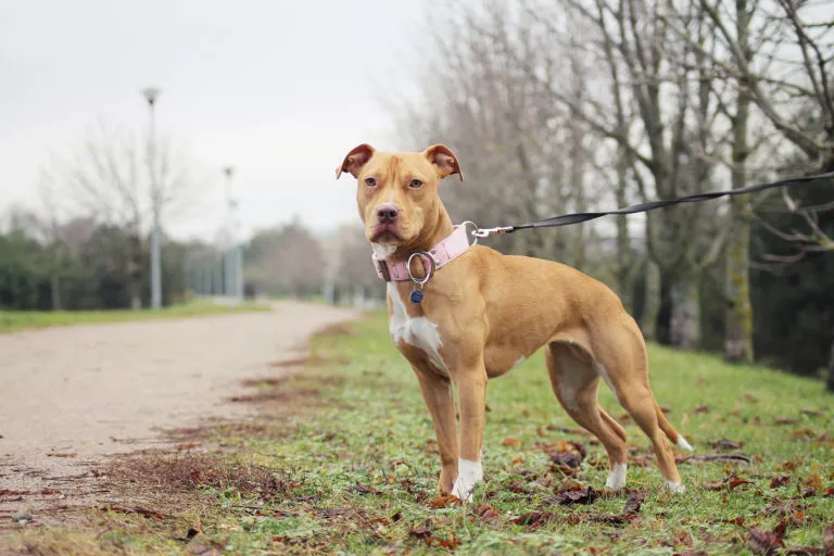 American pitbull terrier im gras