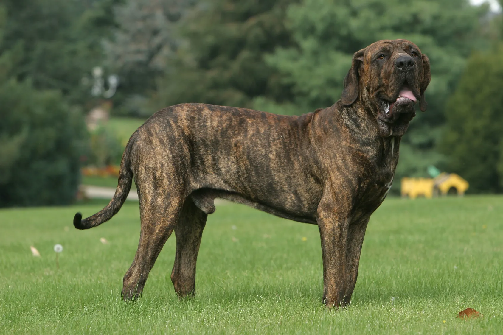 fila brasileiro aussehen