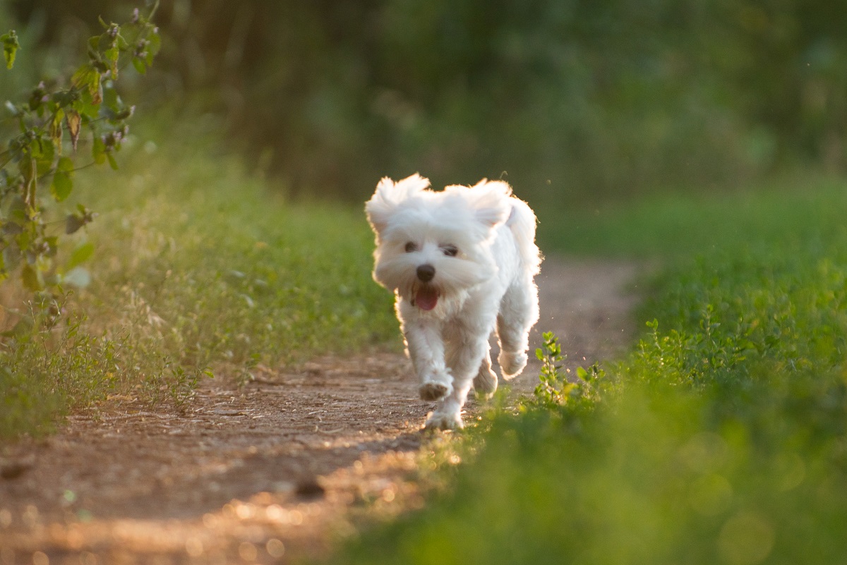 Malteser Hund