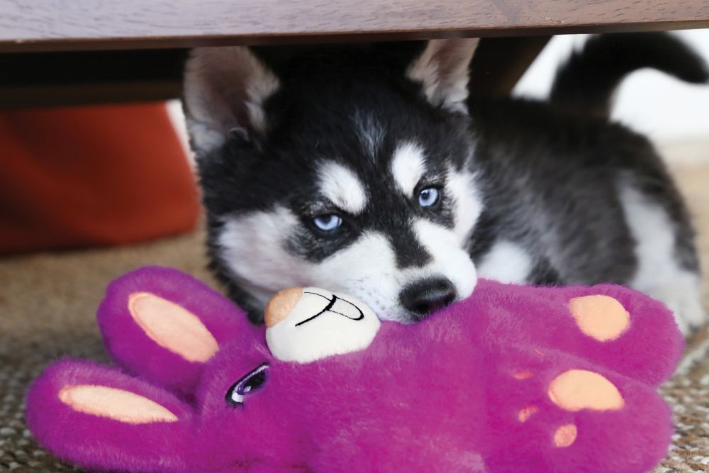 husky welpe spielt mit plüschhase