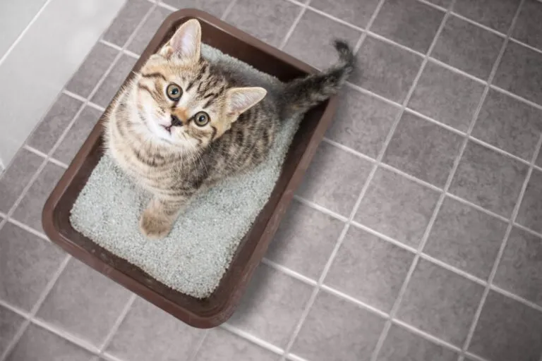Kitten sitzt mit Durchfall auf Katzenklo Kitten sitzt mit Durchfall auf Katzenklo