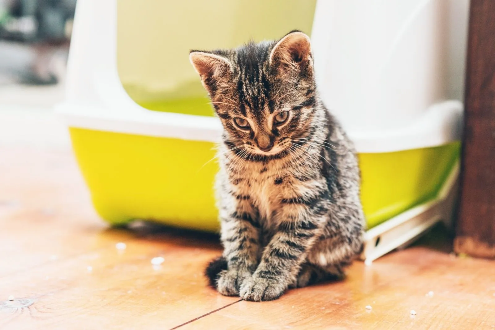 Kitzen sitzt mit Schmerzen vor Katzenklo Kitten mit Durchfall vor Katzentoilette
