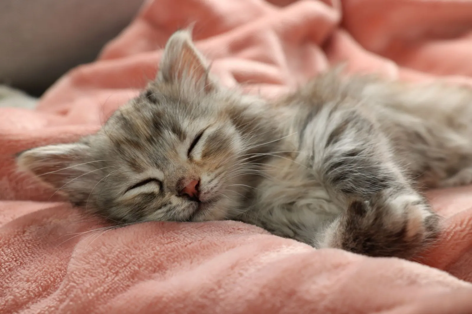 Kitten schläft geschwächt nach Durchfall Kitten schläft nach Durchfall