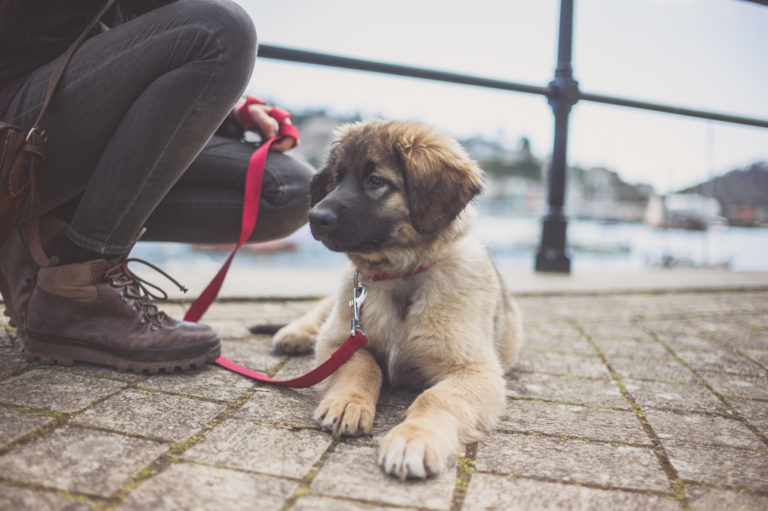 leonberger welpe aus dem ausland adoptieren