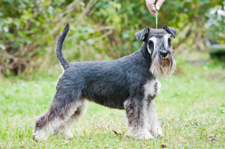 zwergschnauzer im gras