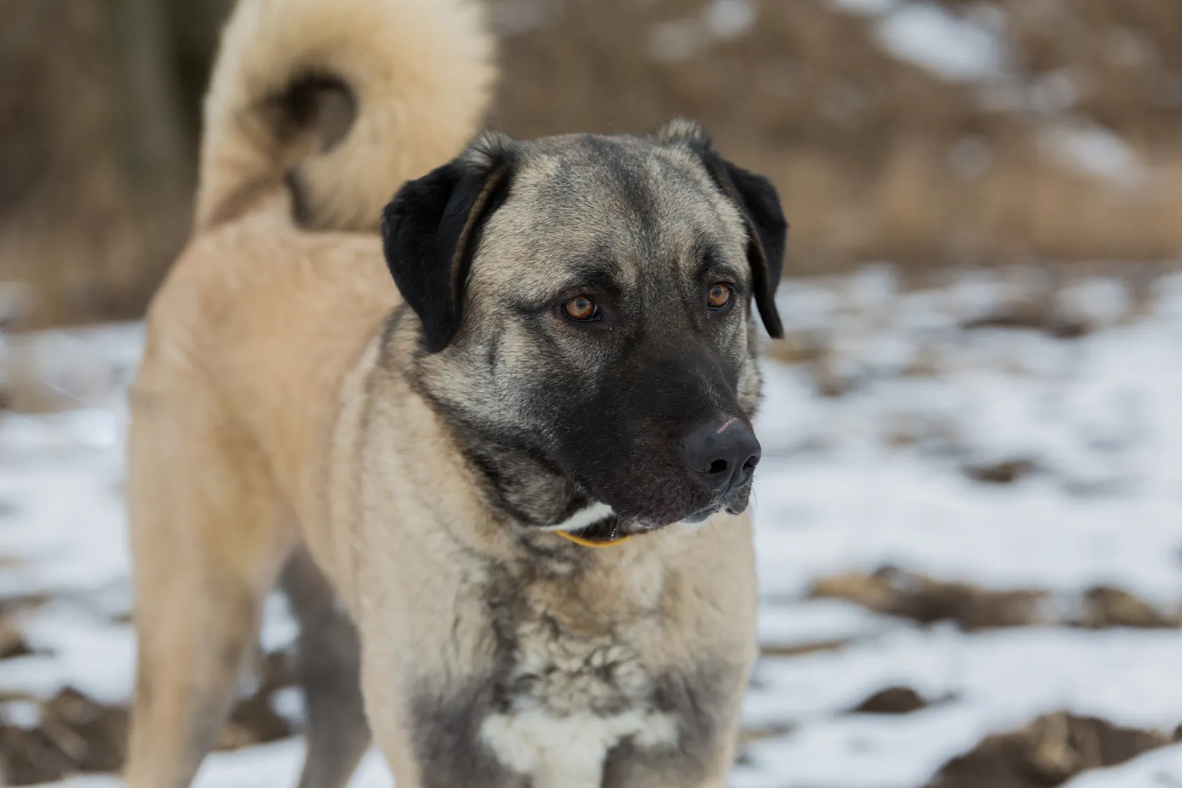 Anatolischer Hirtenhund Portrait