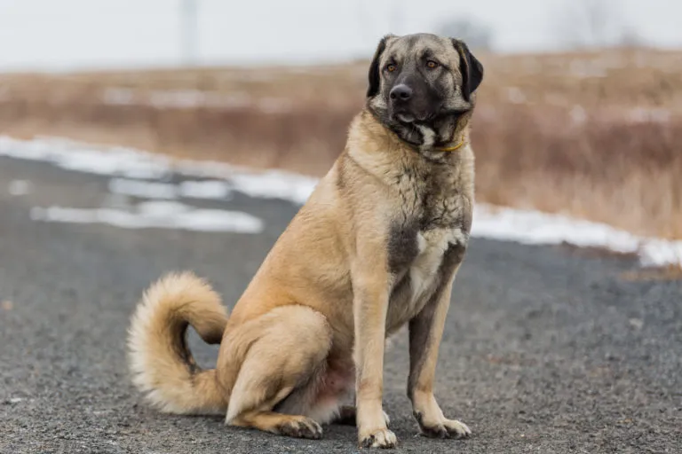 Anatolischer Hirtenhund sitzt auf einer Straße Anatolischer Hirtenhund