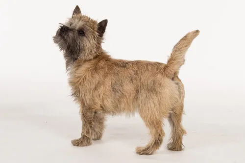 Cairn Terrier