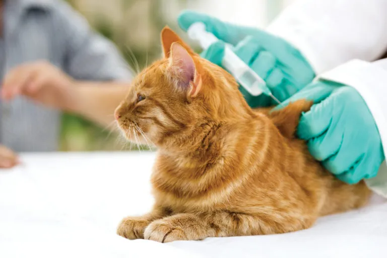 Katze bekommt eine Spritze Katzen impfen Spritze