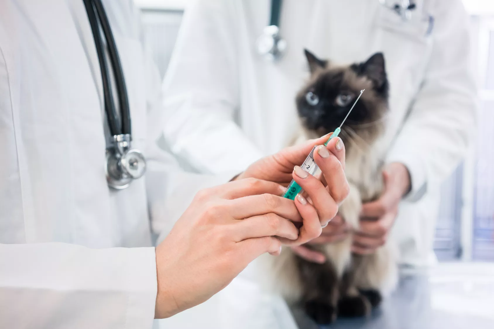 Tierarzt bereitet eine Impfung für die Katze vor Tierarzt bereitet eine Impfung für die Katze vor