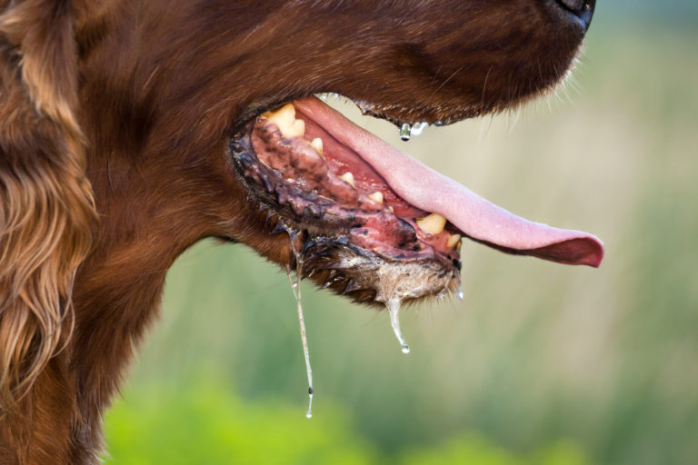 tollwütiger Hund mit Speichelfluss