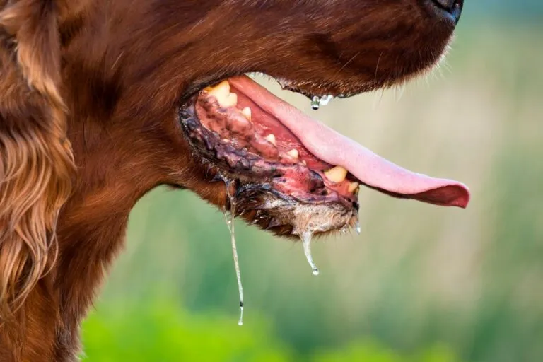 tollwütiger Hund mit Speichelfluss