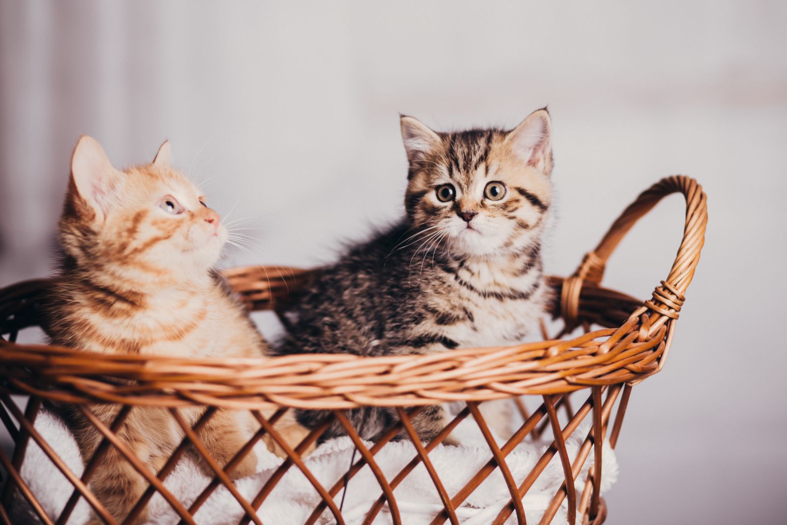 Geschlecht bei Kitten an Fellfarbe bestimmen