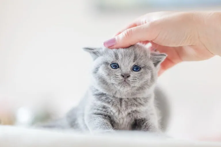 Streicheleinheiten vor dem Kitten entwurmen Kitten entwurmen