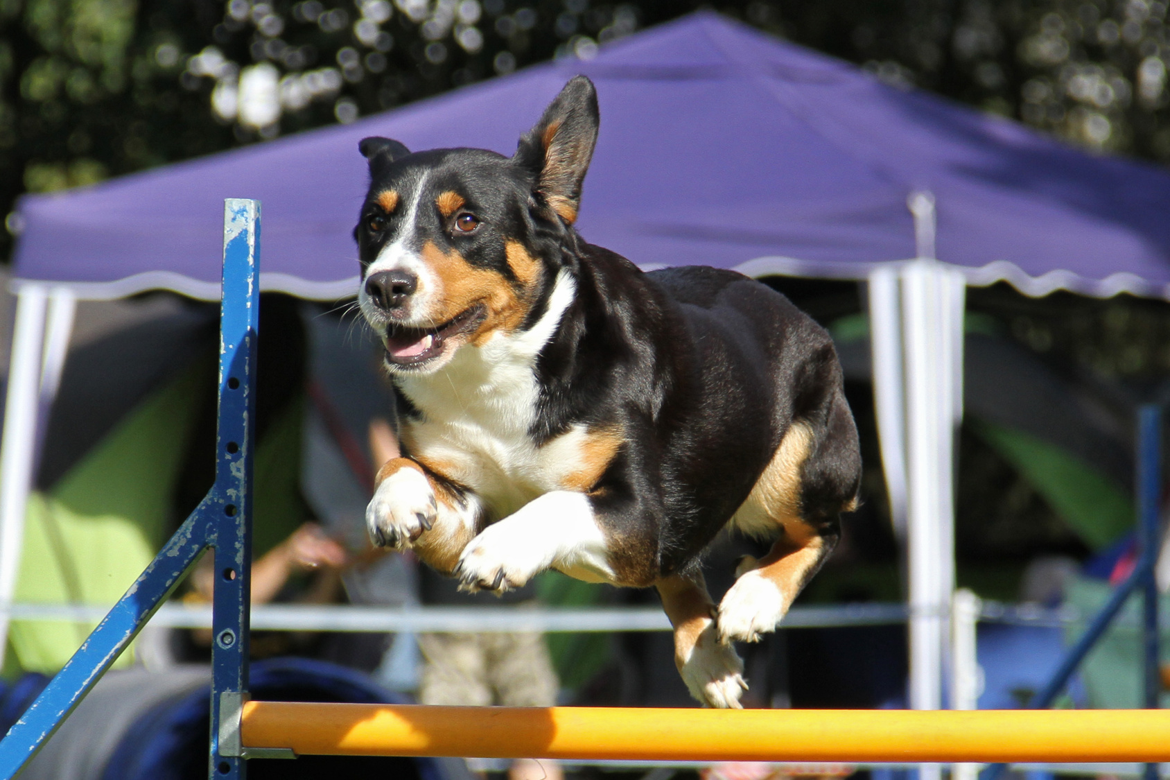 entlebucher sennenhund beim agility