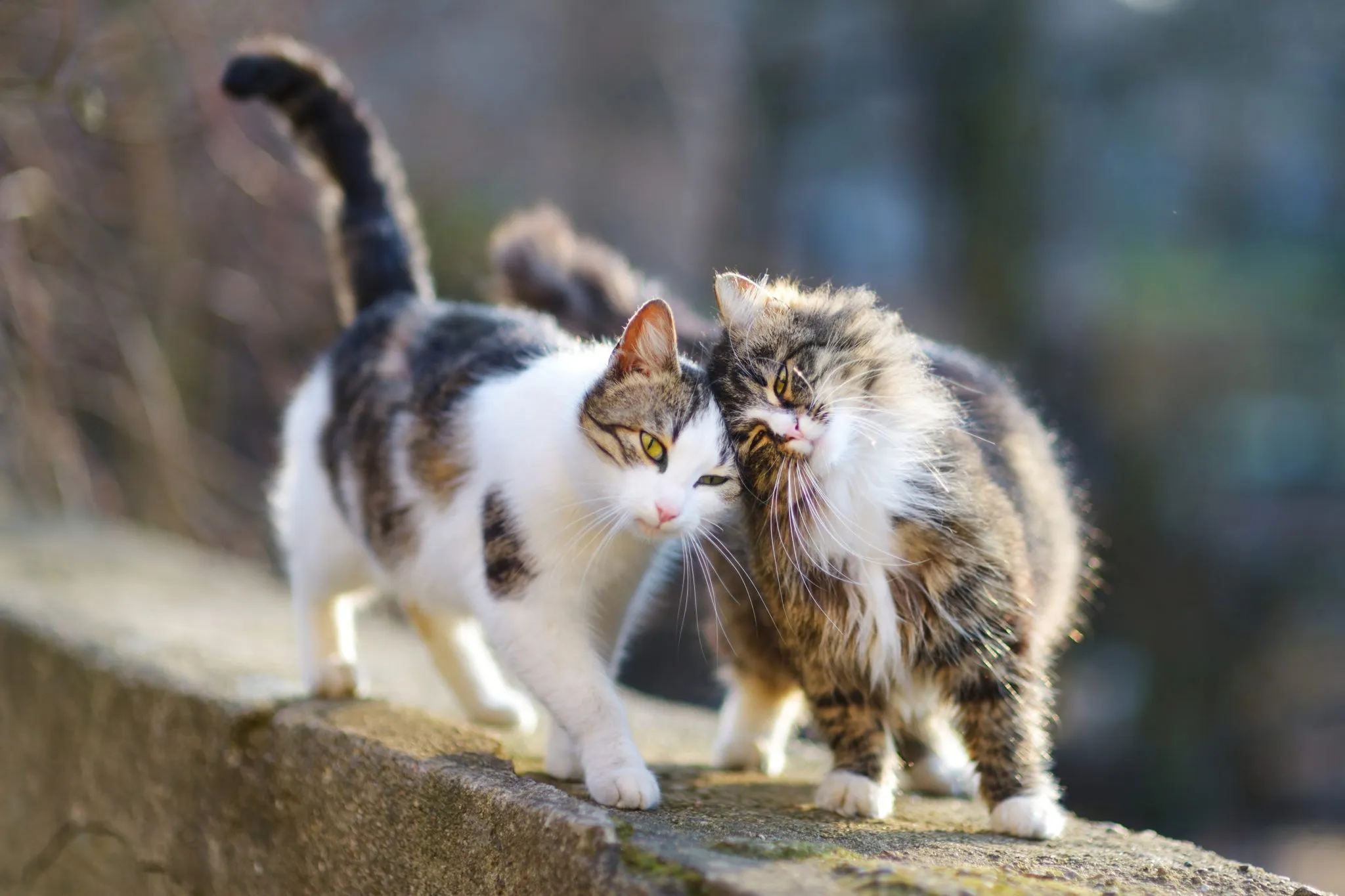 Vor Freigang Katze kastrieren lassen katze kastrieren lassen vor Freigang